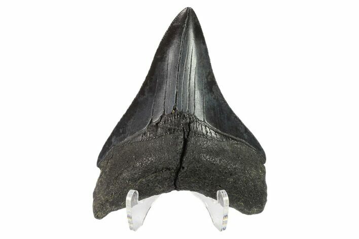 Megalodon Tooth - South Carolina #130787